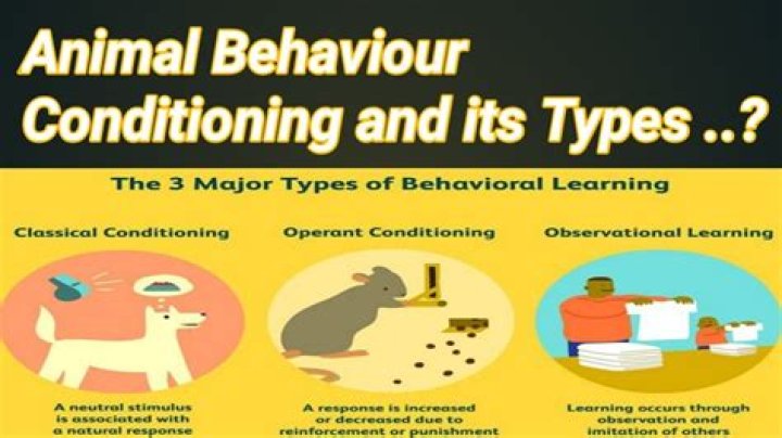 Are animals behaviors learned?