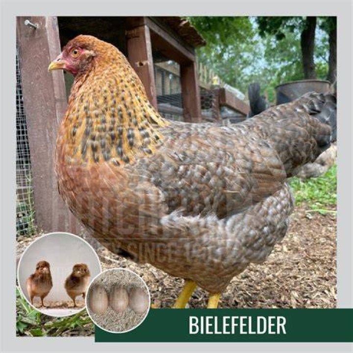 Are bielefelder chickens quiet?