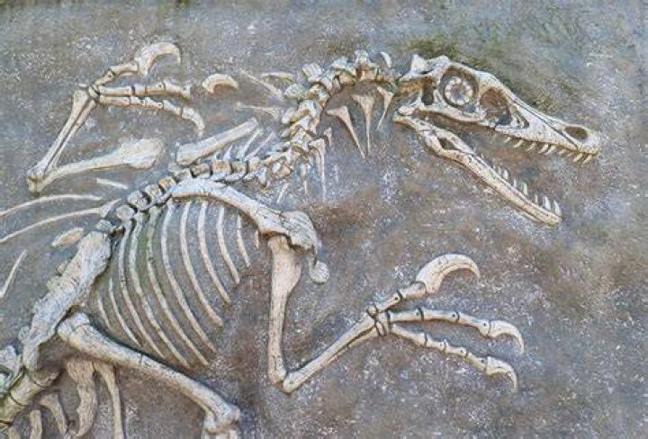 Are fossilized dinosaur bones?