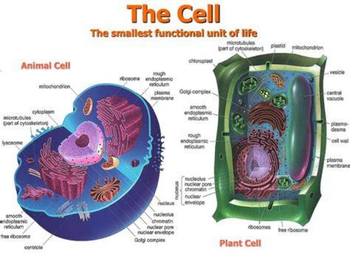 Are organelles the smallest unit of life?