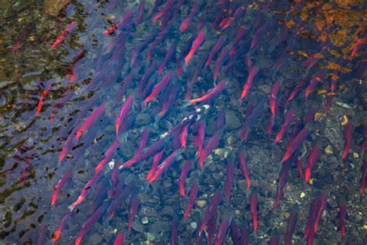 Are there fish in crater lake?