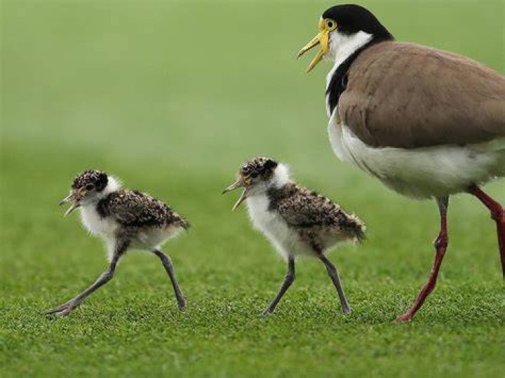 At what age do plovers fly?