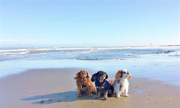 Can dogs go on cromer beach?