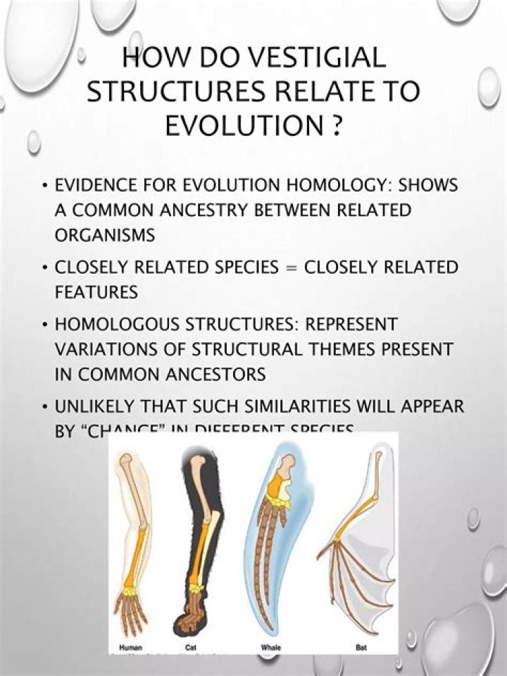 Can vestigial structures support evolution?