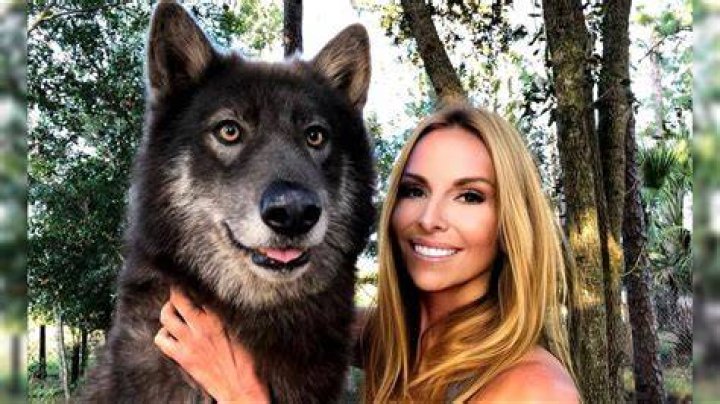 Can you train a wolf?