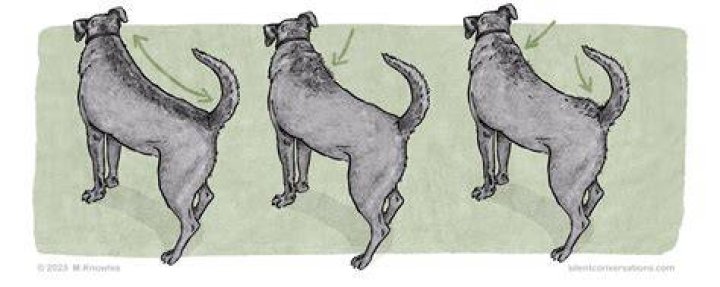 Do all dogs have hackles?