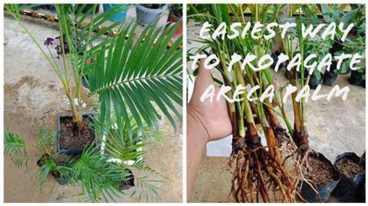 Do areca palms grow fast?