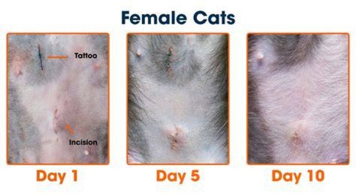 Do cats mellow out after being spayed?
