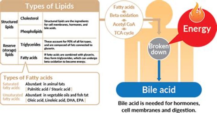 Do fats provide energy?