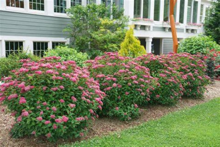 Do shrub roses need full sun?