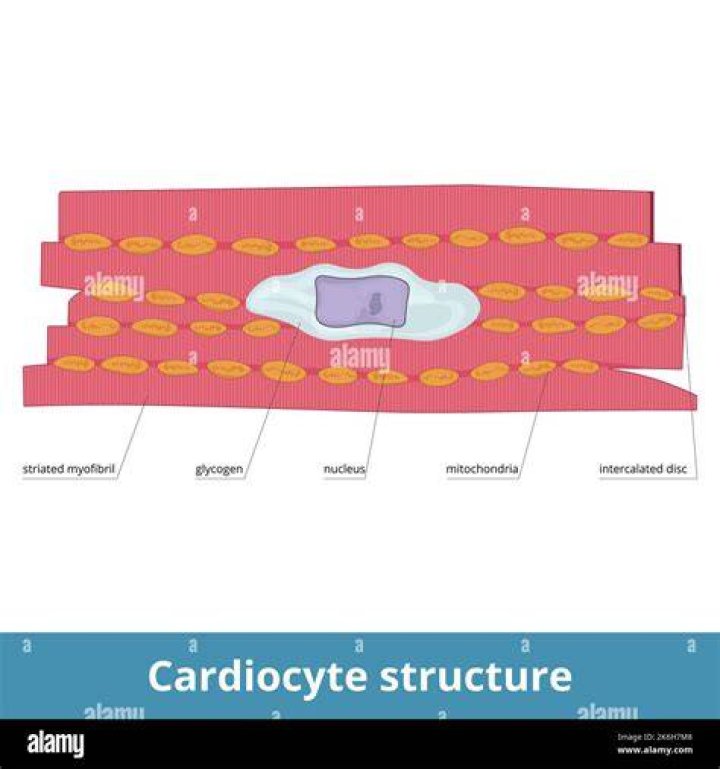 Do striated muscle cells store glycogen?