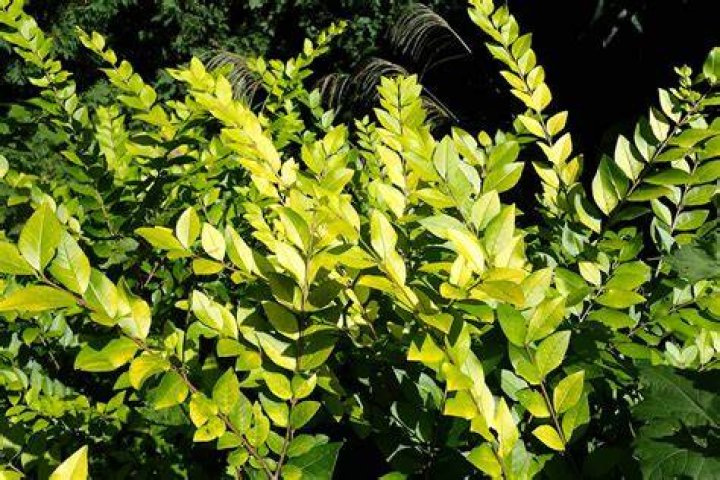 Does ligustrum need full sun?