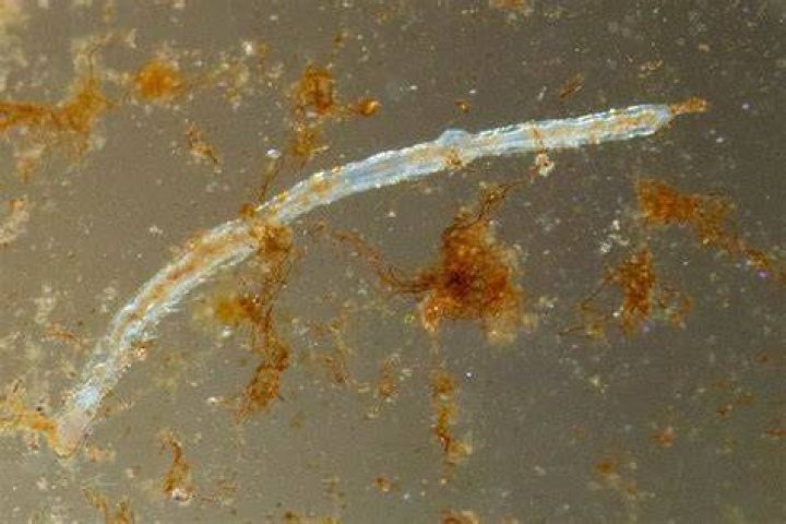 Does salt kill detritus worms?