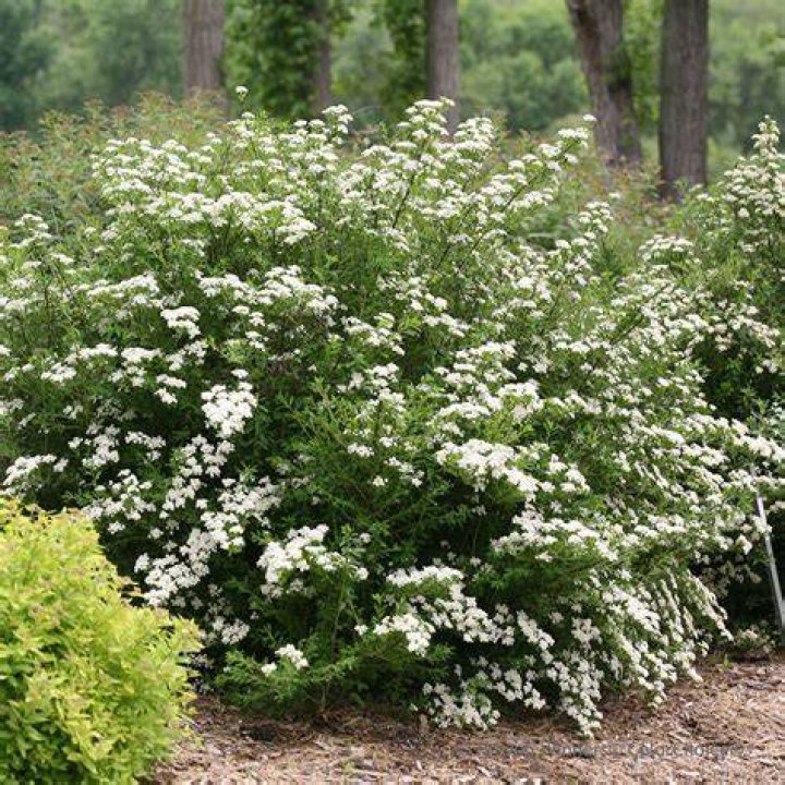 Does spirea like sun or shade?