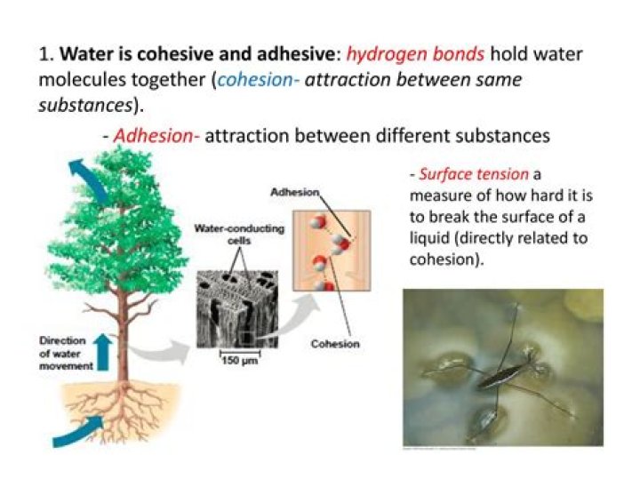 Does water have cohesive?