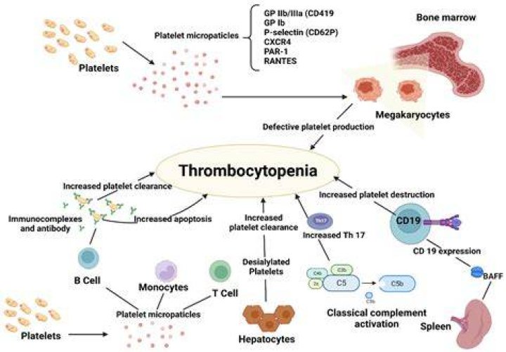 How common is thrombocytopenia?