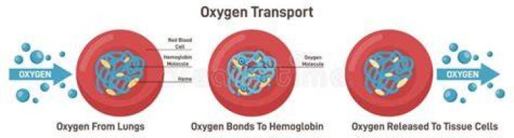 How is oxygen transported to respiring cells?