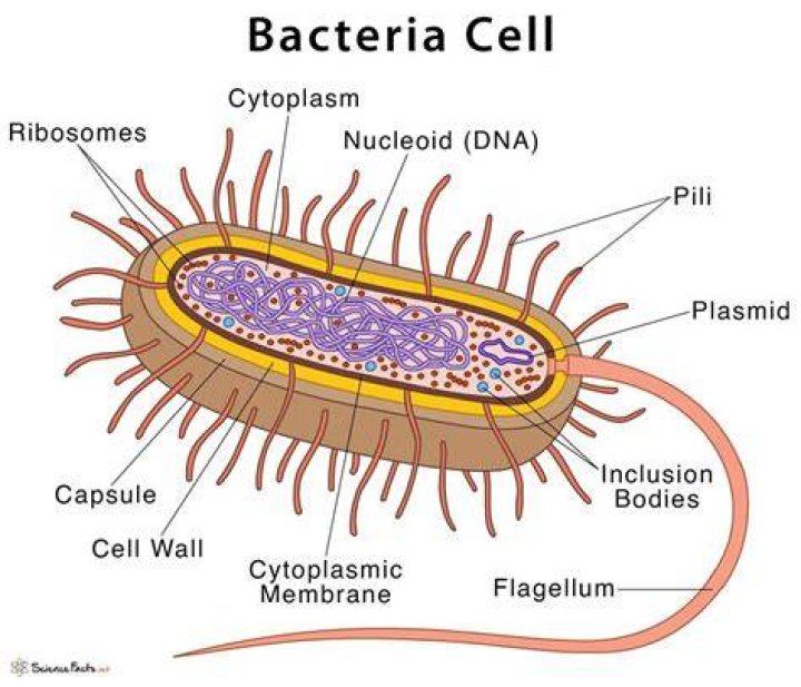 How many cells do bacteria have?
