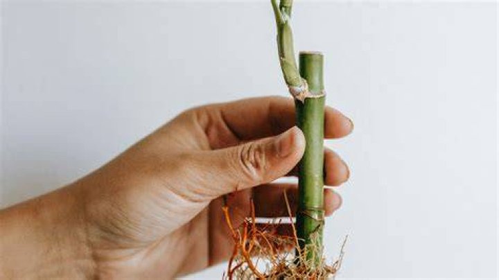 How to propagate quisqualis?