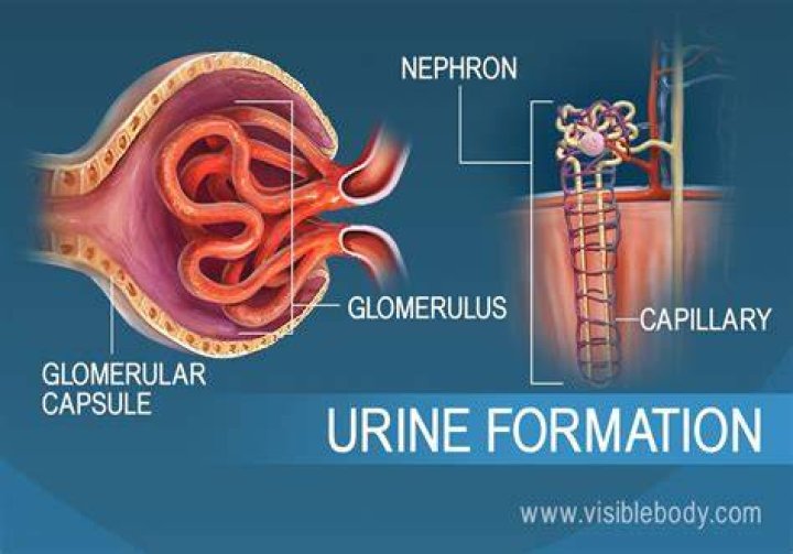 How urine is produced?