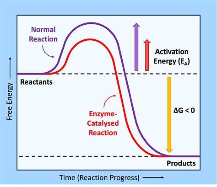 In all exergonic reaction?