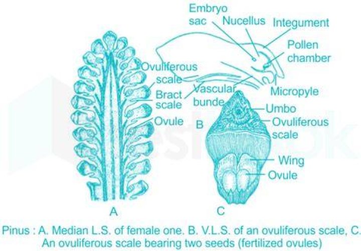 In pinus ovuliferous scale is?