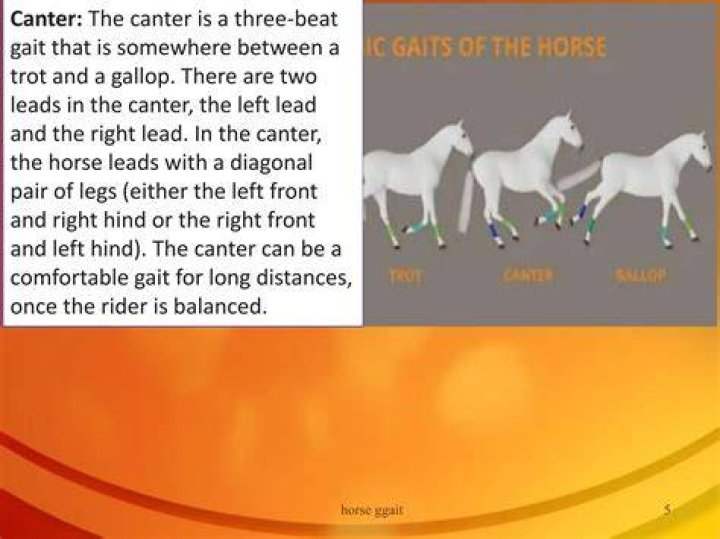 Is canter faster than gallop?