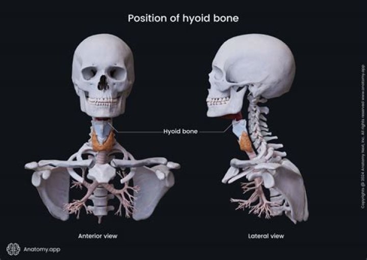 Is hyoid bone movable?