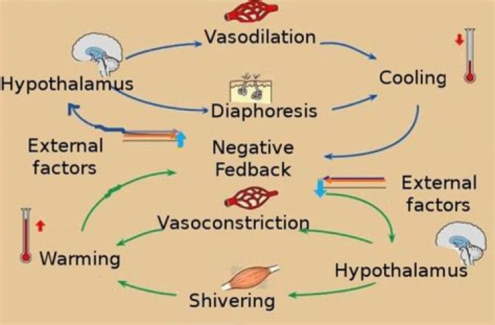 Is vasoconstriction positive feedback?