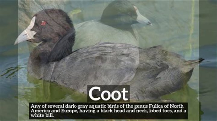 Was does coot mean?