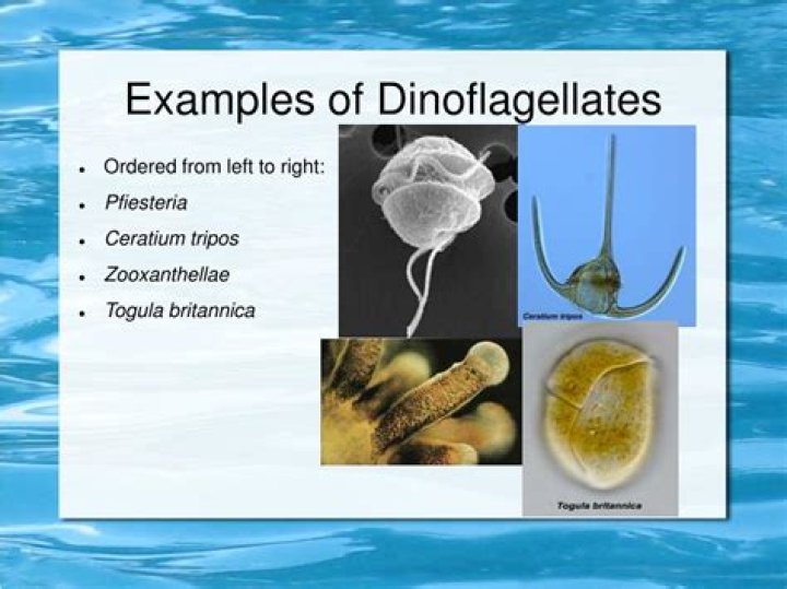 What does dinoflagellate mean?