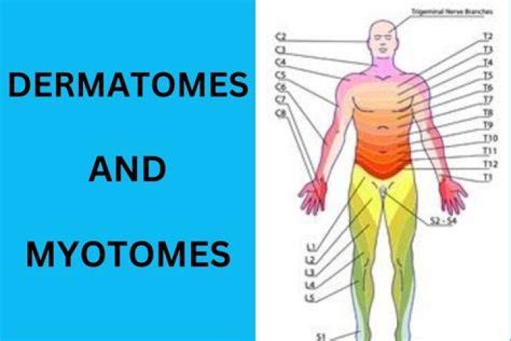 What does myotome mean?