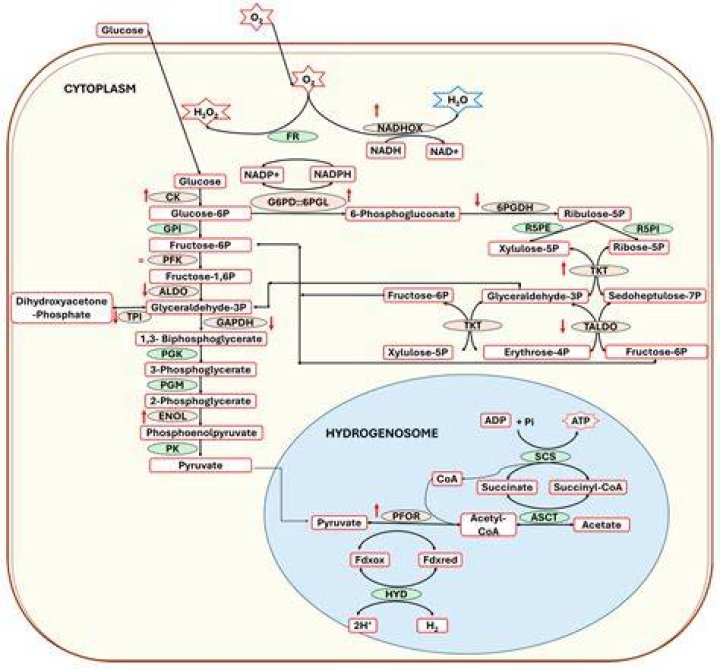 What does trichomonacide mean?