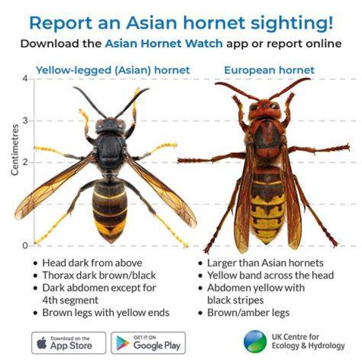What hornets are in the uk?