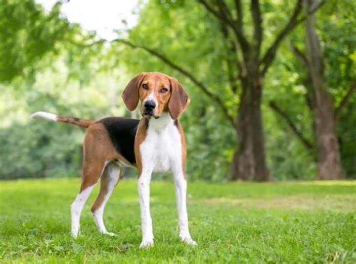 What is a foxhound dog?
