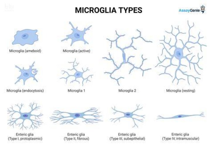 What is microglial processes?