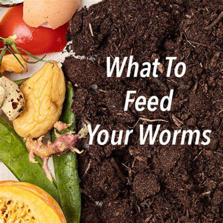 What to feed lob worms?