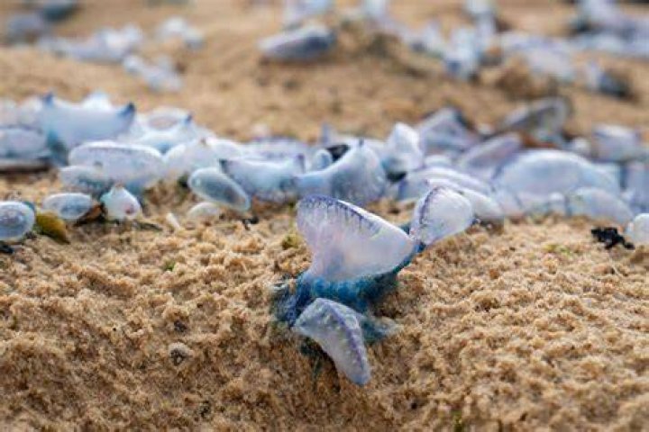 Whats a blue bottle fish?