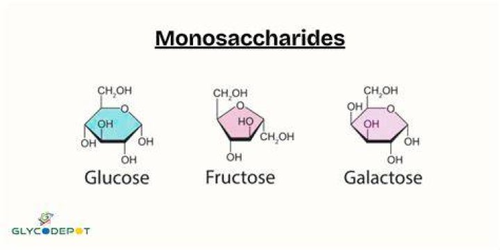Whats the function of monosaccharide?