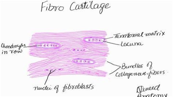 Whats the function of the fibrocartilage?
