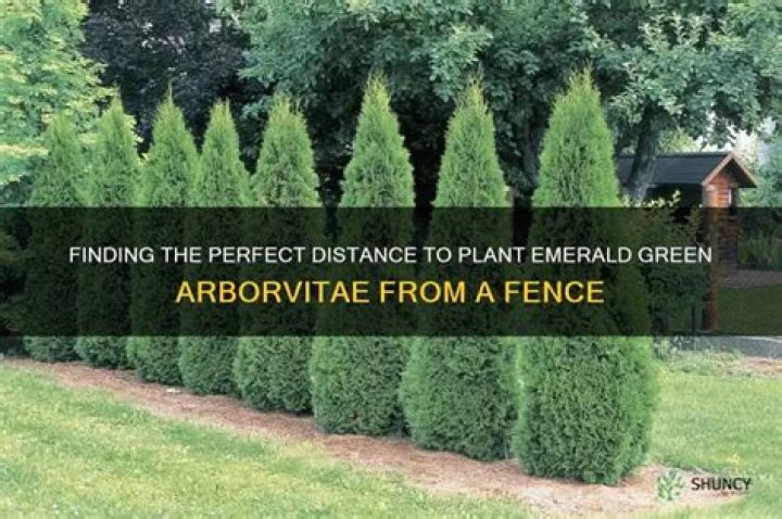 When to plant emerald green arborvitae?
