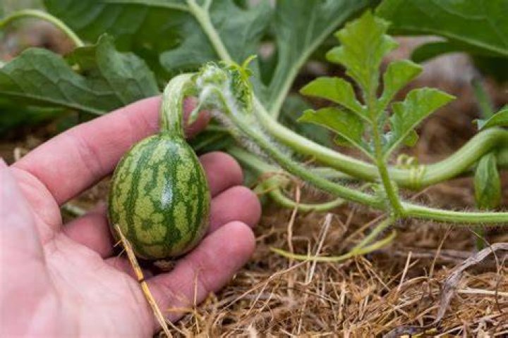Where are dulcinea watermelons grown?