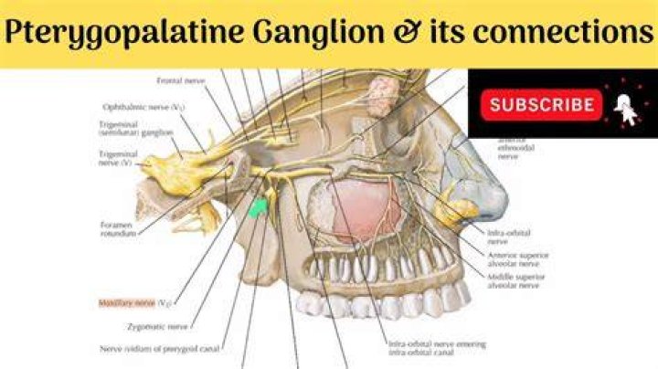 Where are ganglion found?