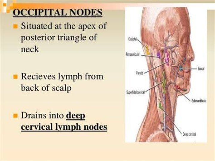 Where do occipital lymph nodes drain?
