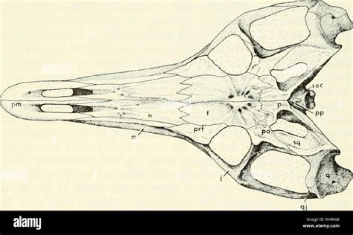 Where is antorbital fenestrae?