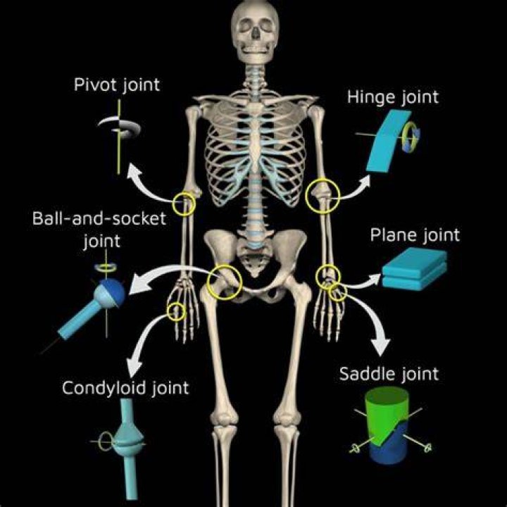 Where is arthrodial joint?