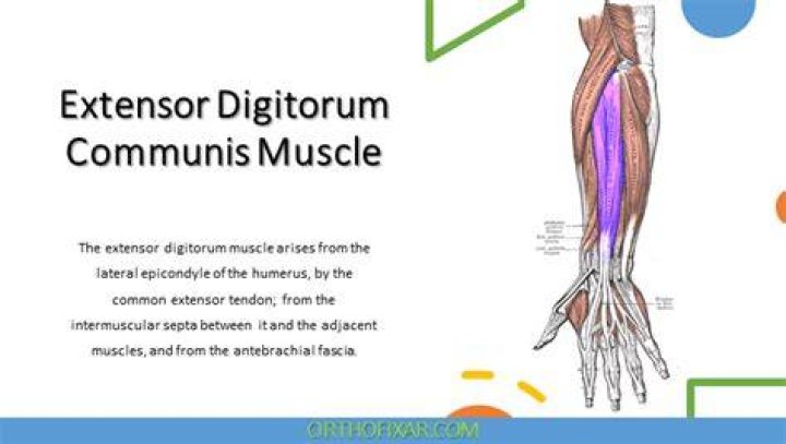 Where is the extensor digitorum communis tendon?