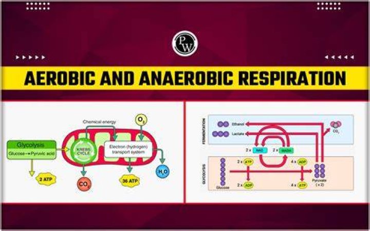 Which is formed during anaerobic respiration?