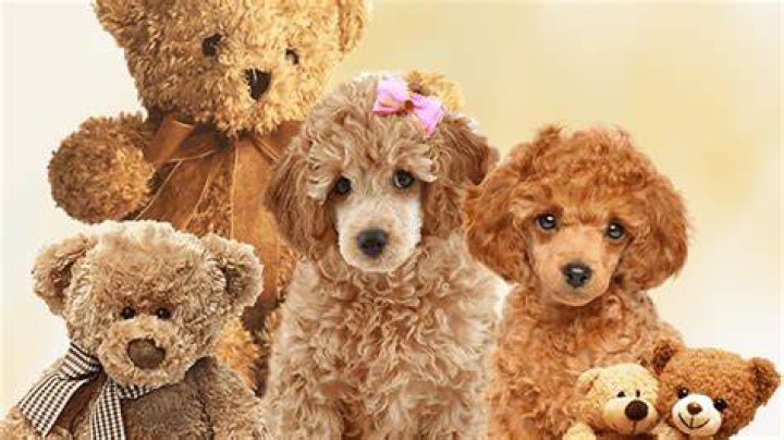 Which puppy looks like a teddy bear?
