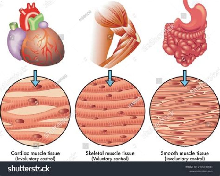 Which type of muscle tissue is striated?